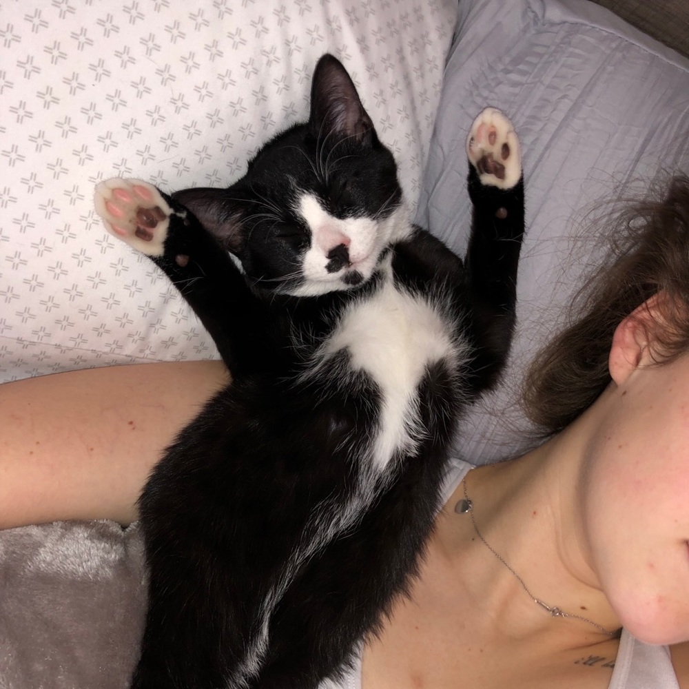 franklin😽